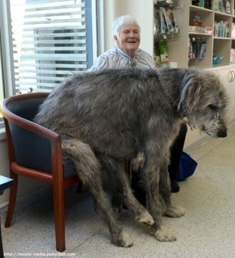 21 dogs who don't realize how big they are. This is the best.