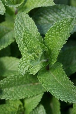 8 Indoor aromatic herbs that add aroma to your home and purifies the air ~ Mint