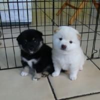 Adorable Cute SHIBA INU Puppies For Adoption Offer Bellingham