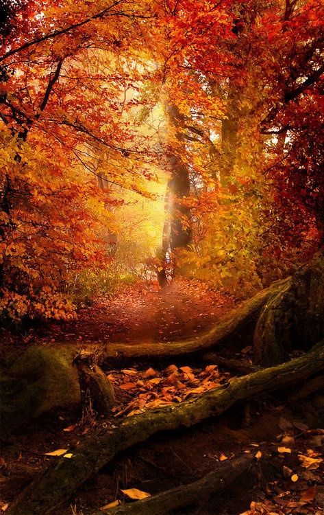 Autumn Forest, Pennsylvania
