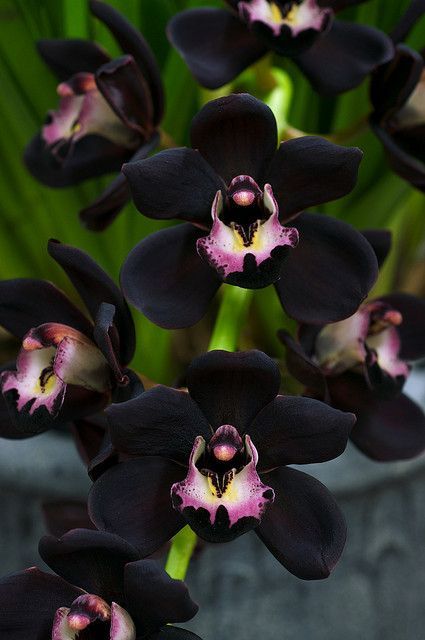 Black Orchids – Cymbidium Kiwi Midnight 'Geyserland'