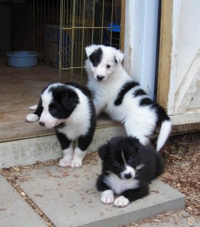 Collie pups! If I had a bigger house   I’d have another one of these dogs!!! Lov