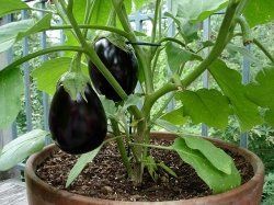 Container Vegetable Gardening For Beginners