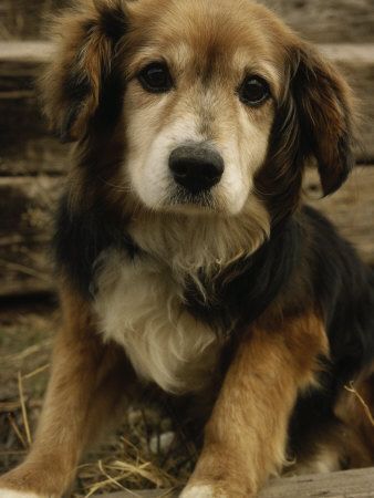 Golden Retriever – Beagle…could this be any cuter???