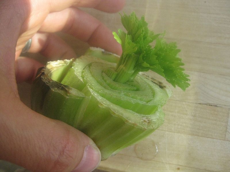 Growing Celery Plants From Your Store-Bought Celery « The Organic Lemon