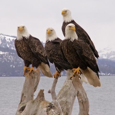 Homer Alaska Eagles by Sandee Rice