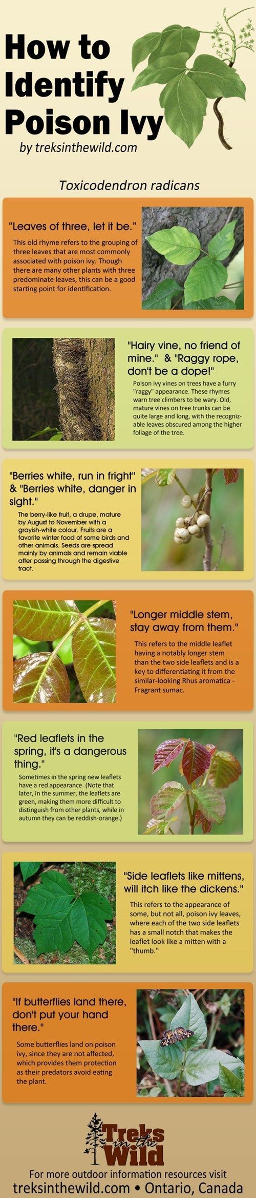How to identify poison ivy. Useful for camping!