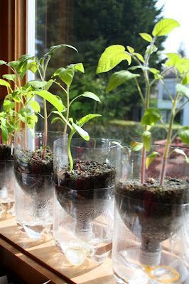 How to self water seed pots