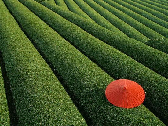 Japanese Tea Field – 40 Incredible Photos of Breathtaking Places