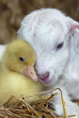 Kid with a duckling – From the 100 of the cutest animal photos  #goatvet says ho