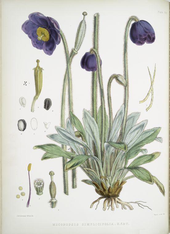 Meconopsis Simplicifolia, H. f. et T. (1855).  Source: Illustrations of Himalaya