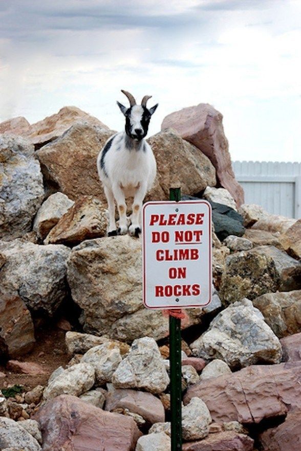 Monday Morning Goat Picture