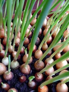 Never Pay For Onions Again: Grow Them Indoors!  This page has all sorts of inter