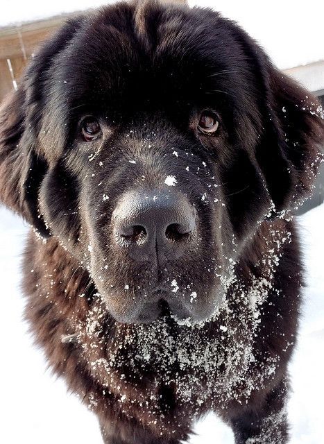 Newfoundland dog like Newfie – Alex Oz King liked to run in the snow with him.
