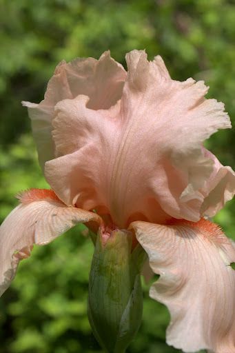 Peach Iris, my garden