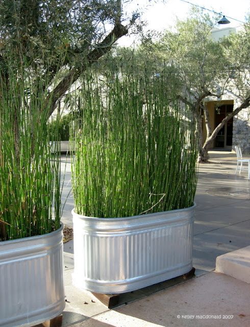 Planting tall grass in Galvanized Tubs for privacy screens or to create private