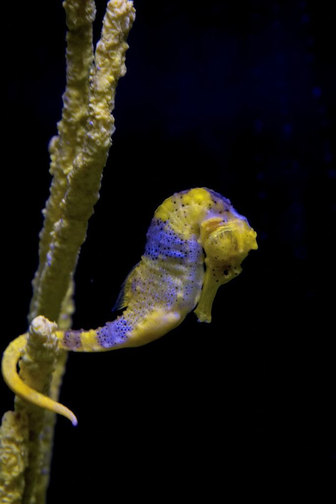Seahorses change color to camouflage themselves, During social moments or in unu