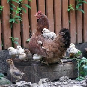 Search For: Chickens – Pixdaus