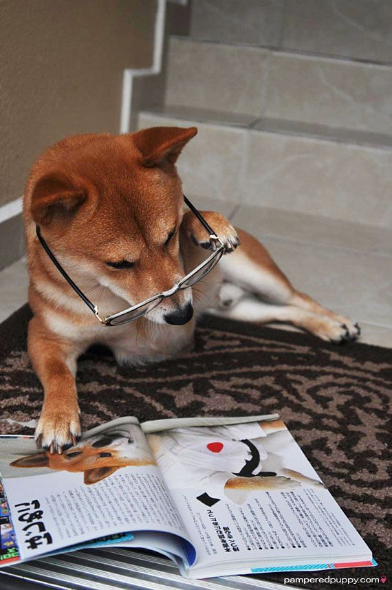 Shiba's are so intelligent they even read books!
