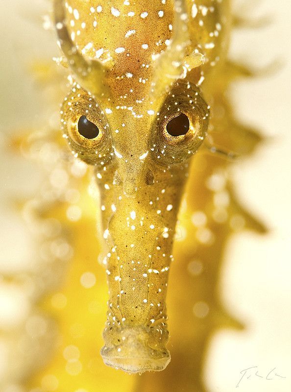"The Golden Stare" seahorse