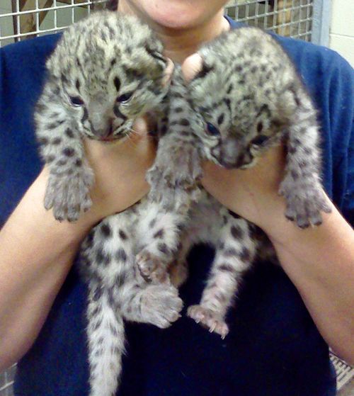 Tiny Snow Leopard Cubs For Chattanooga Zoo!