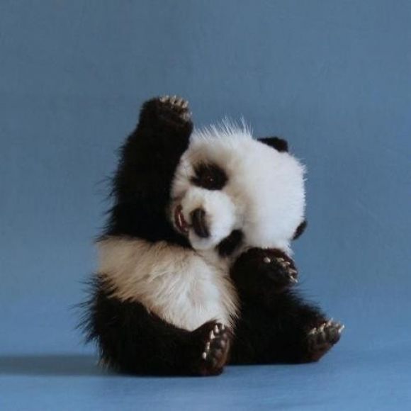 ahh!!! Baby Panda. Why in the world are they my favorite animal??? I WANT HIM SO