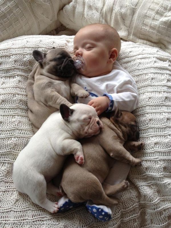 #animals #dogs #baby #cute