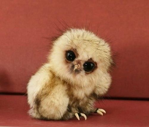 baby owls  ♥