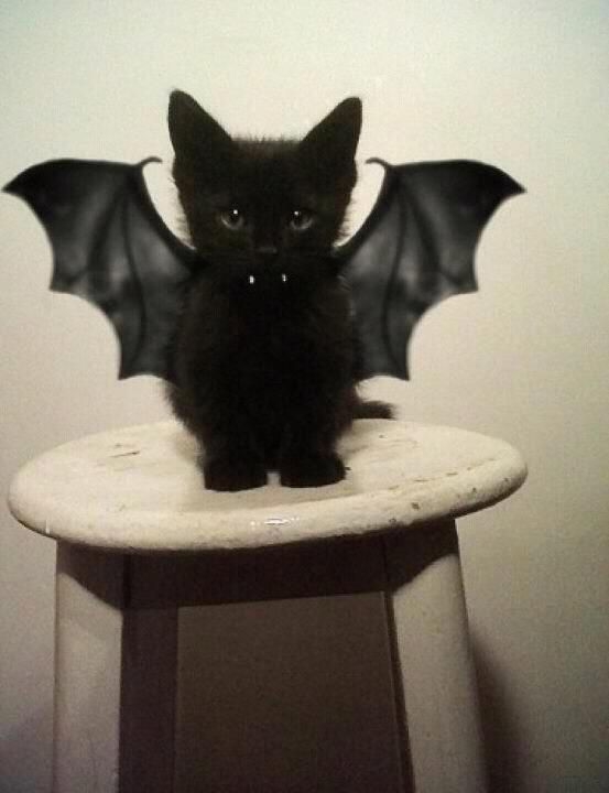bat cat – cutest EVER!