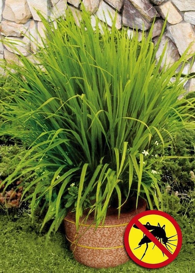16. Plant lemongrass as a natural way to keep mosquitoes away. -   32 Cheap And Easy Backyard Ideas