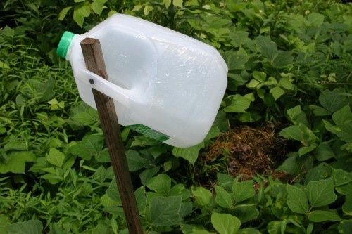 27. Sugar water or apple juice in a milk jug will trap bees, wasps, and hornets. -   32 Cheap And Easy Backyard Ideas