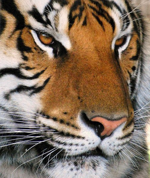 love tigers.
