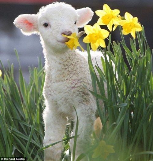 new lamb