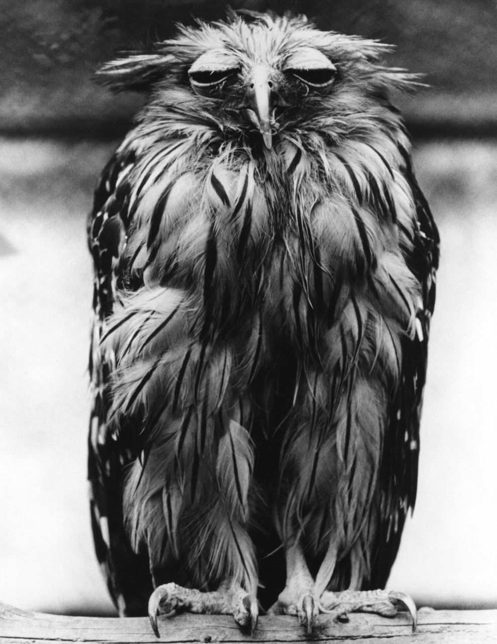 theconstantbuzz:  A tired-looking Javan Fish Owl, 5th December 1973.