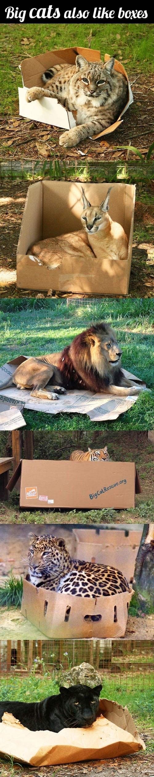 this made me LOL! Big cats also love boxes