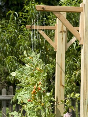 vertical gardening trellising tomatoes  – I like this idea.  You could add decor