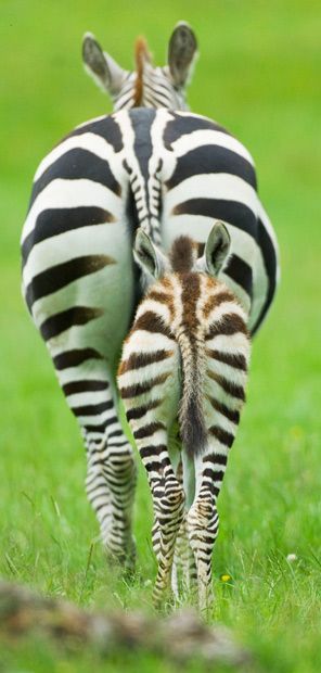 zebra mom & babe