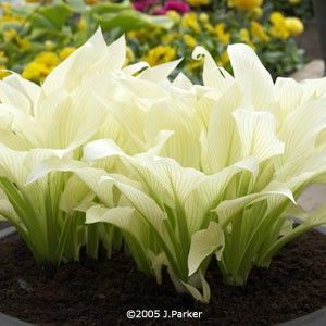"White Feathers" Hosta- Comes up white in the spring and turns a super p