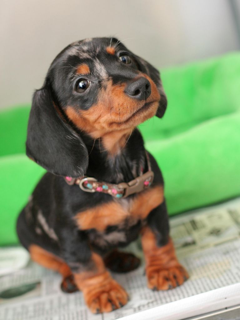 Baby dachshund named for her Christmastime birth as Noelle