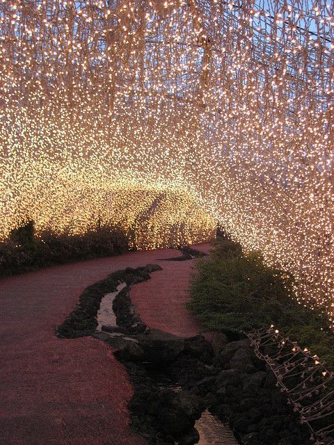 Fairy Lights at the Aso Farm Land in Japan