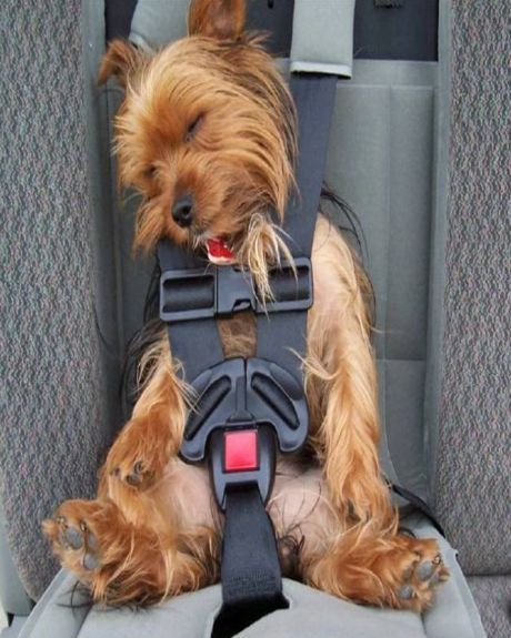 Funny Animal Pictures – Doggie Seat