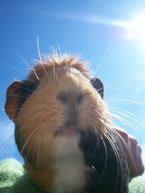 Guinea pig in the sun!
