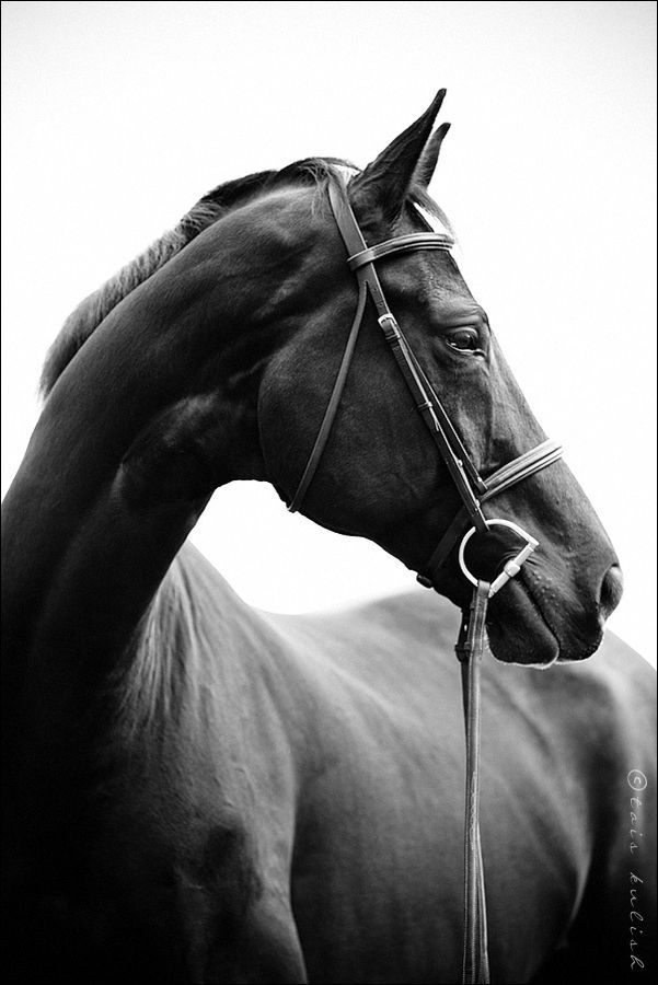 Horses are among my favorites. And this one, in particular.   Copyright Tais Kul