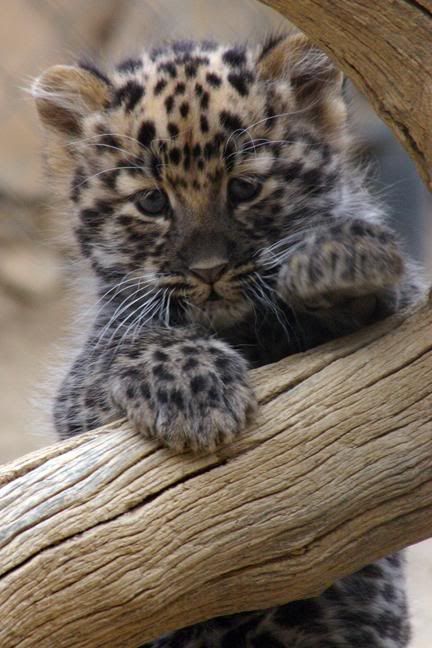 Sweet Little Leopard