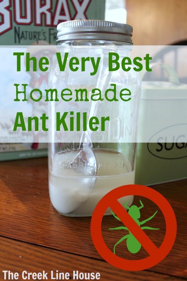 You wont believe how easy it is to get rid of all those ants for good.