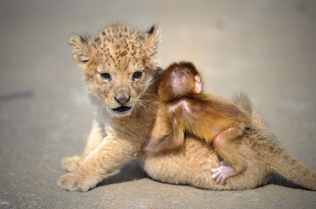 3 Excruciatingly Cute Pictures Of Baby Lion And Baby Monkey BFFs