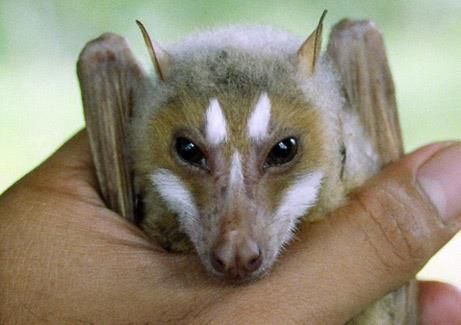 A rare flying fox bat discovered in the Philippines — COOL!!