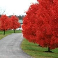 Autumn BlazeВ® Red Maple – possible tree- fast growing , grows three feet per ye