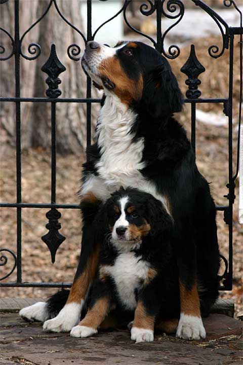 Beautiful Berners or Bernese Mountain Dogs… click on pic to see more