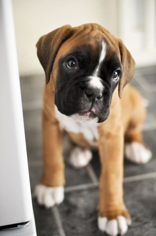Boxer puppy For Puppy Fridays from Underdog Rescue of Arizona